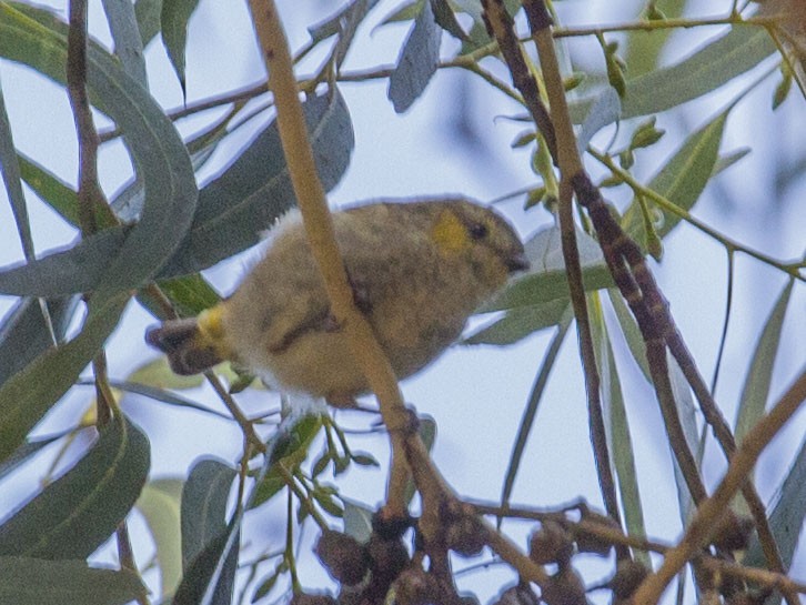 Forty-spotted Pardalote - Geoff Hill