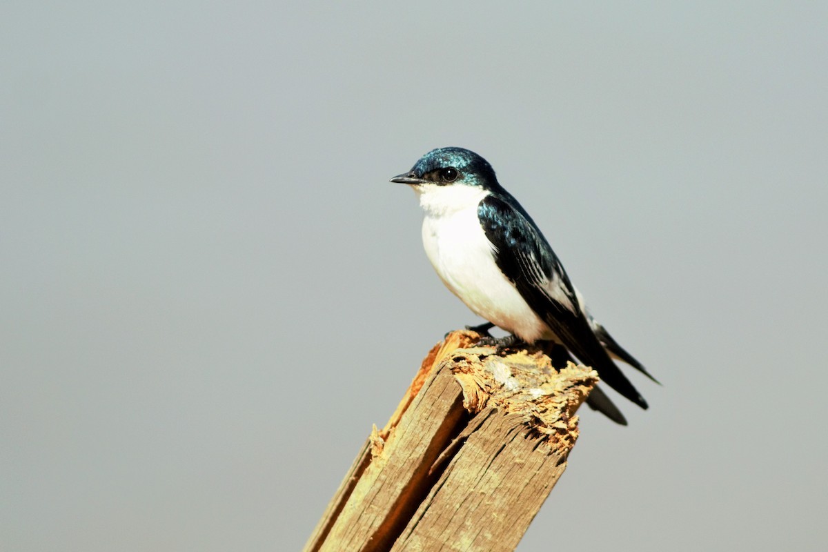 White-winged Swallow - ML91570601
