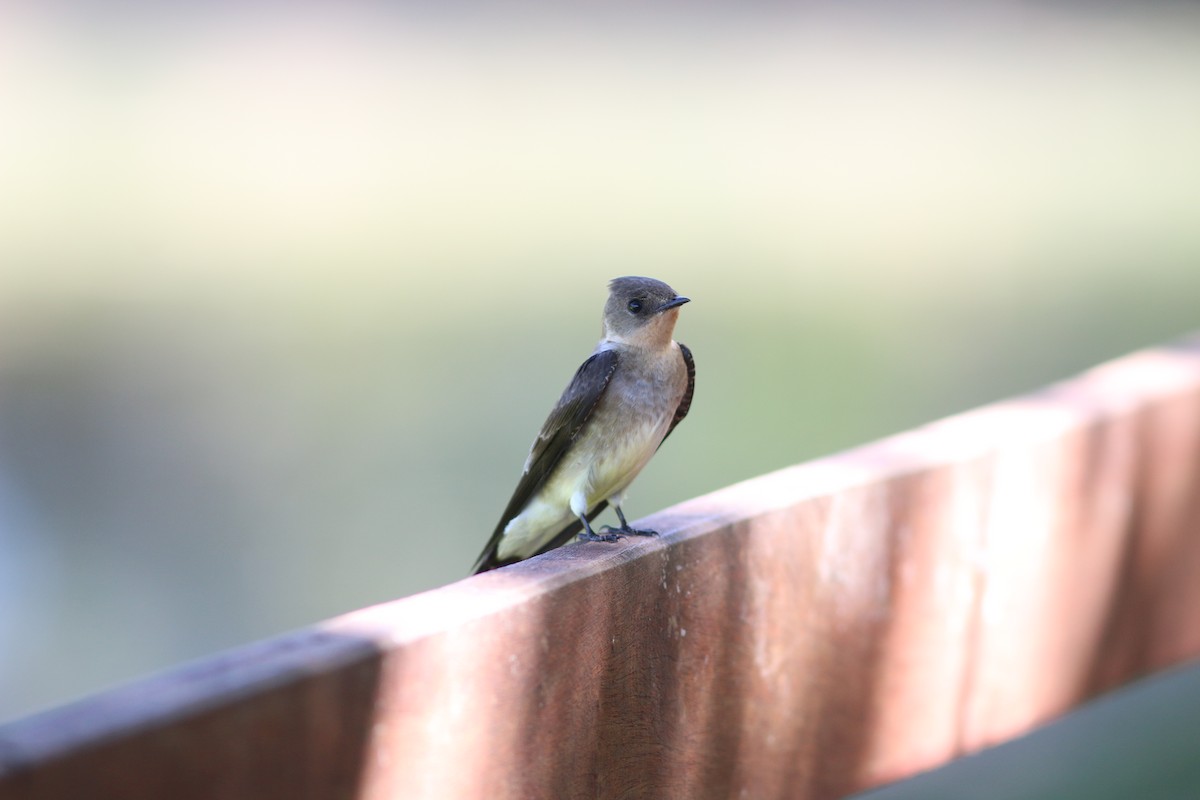 Southern Rough-winged Swallow - Gabriel Abreu