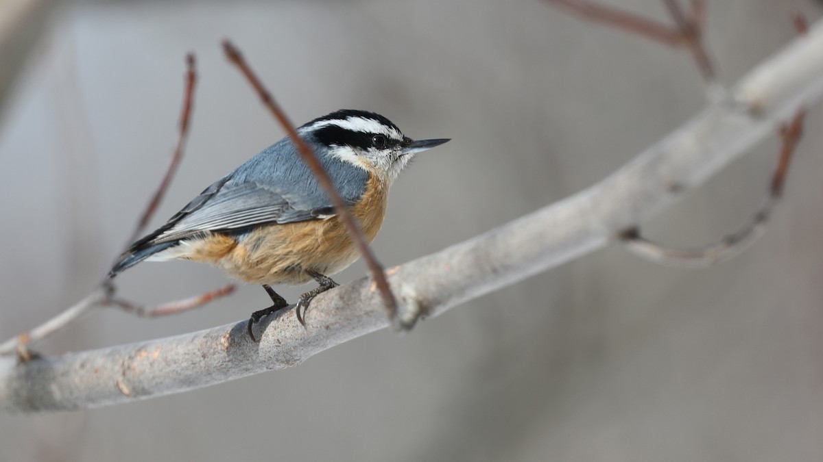 Red-breasted Nuthatch - ML91571891