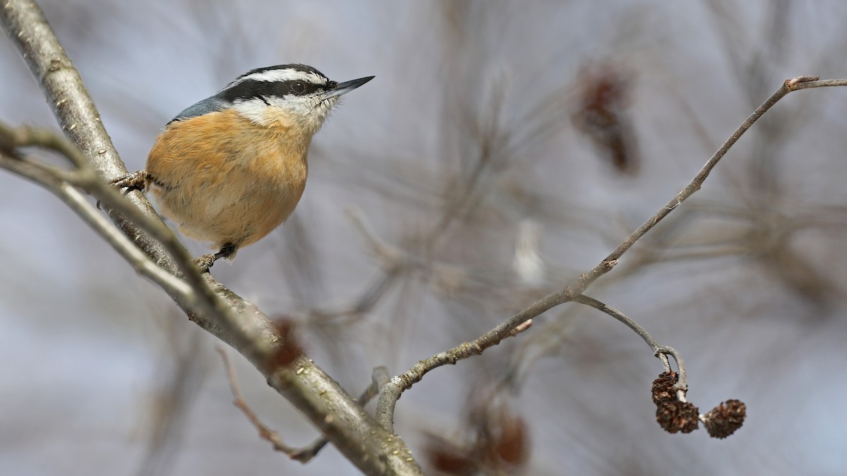Red-breasted Nuthatch - ML91571911