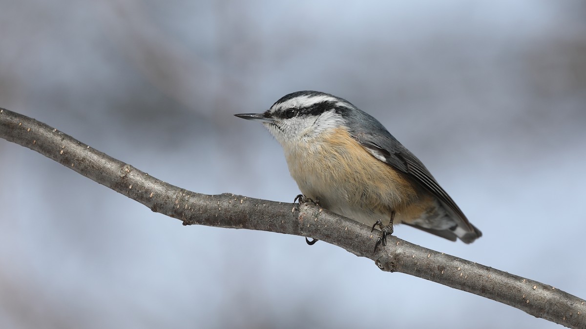 Red-breasted Nuthatch - ML91572031