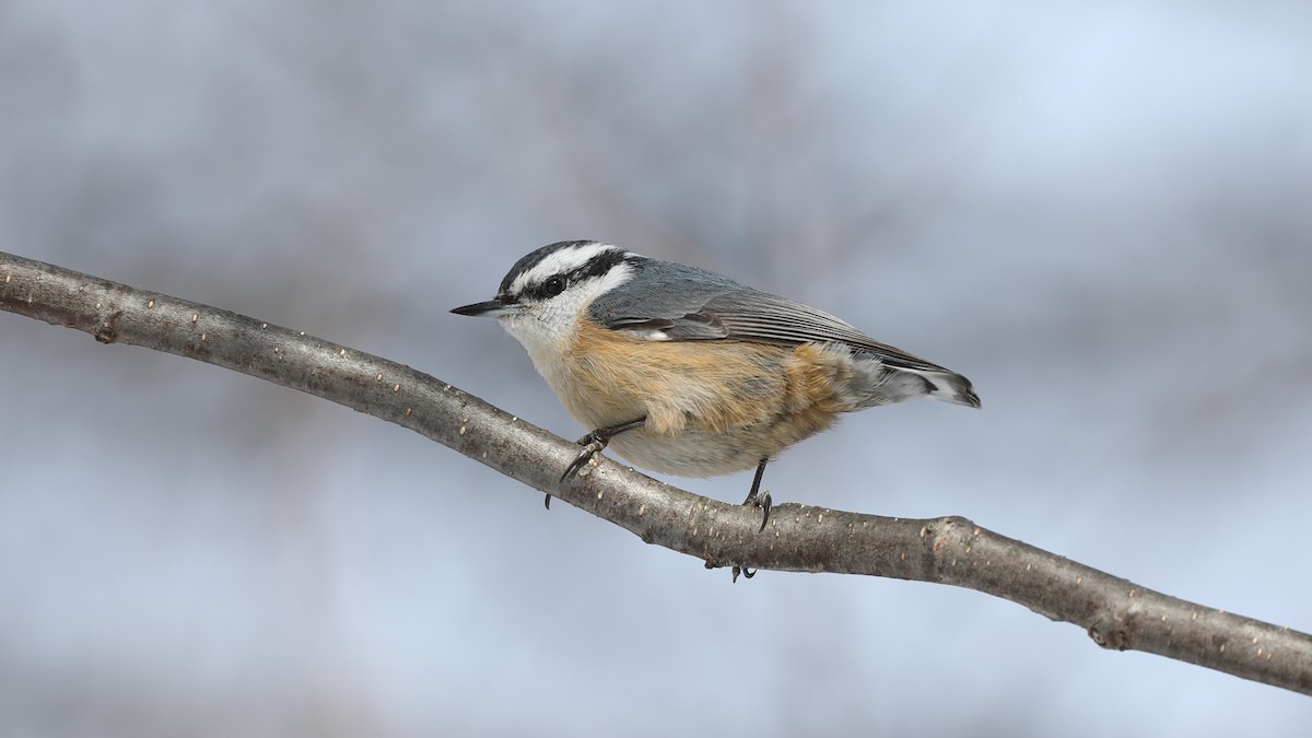 Red-breasted Nuthatch - ML91572151