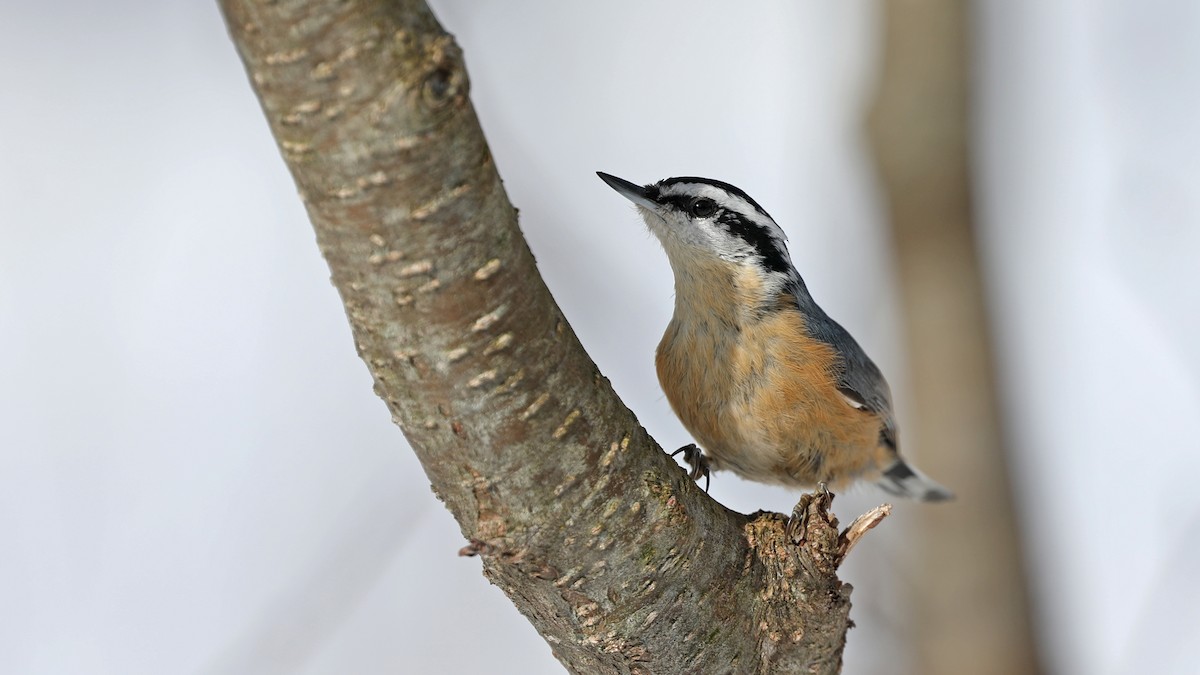 Red-breasted Nuthatch - ML91573031