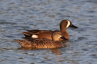 Blue-winged Teal, ML91573991