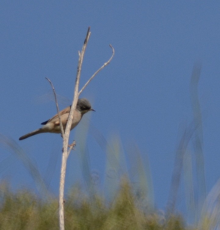 Spectacled Warbler - ML91575801