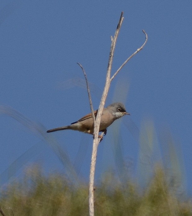 Spectacled Warbler - ML91575811