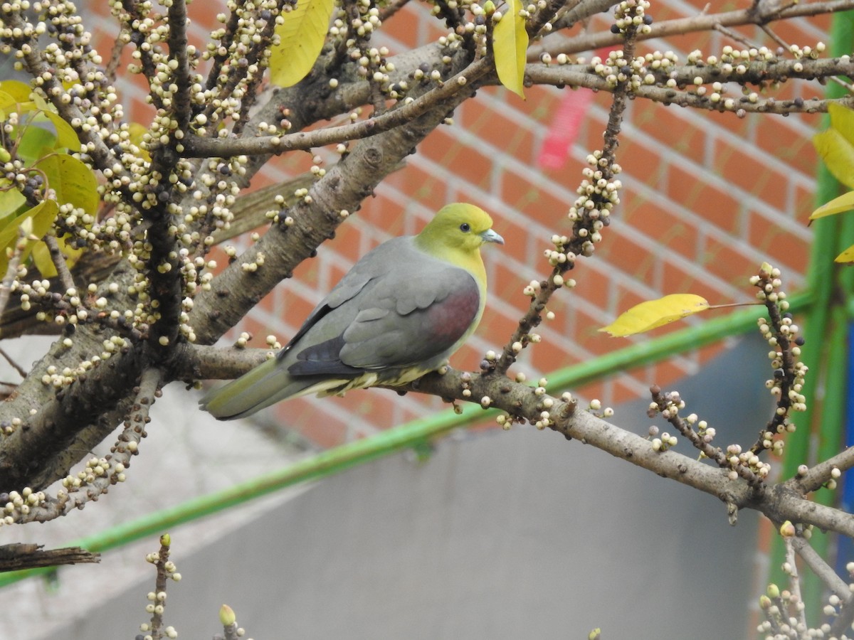 White-bellied Green-Pigeon - ML91577321