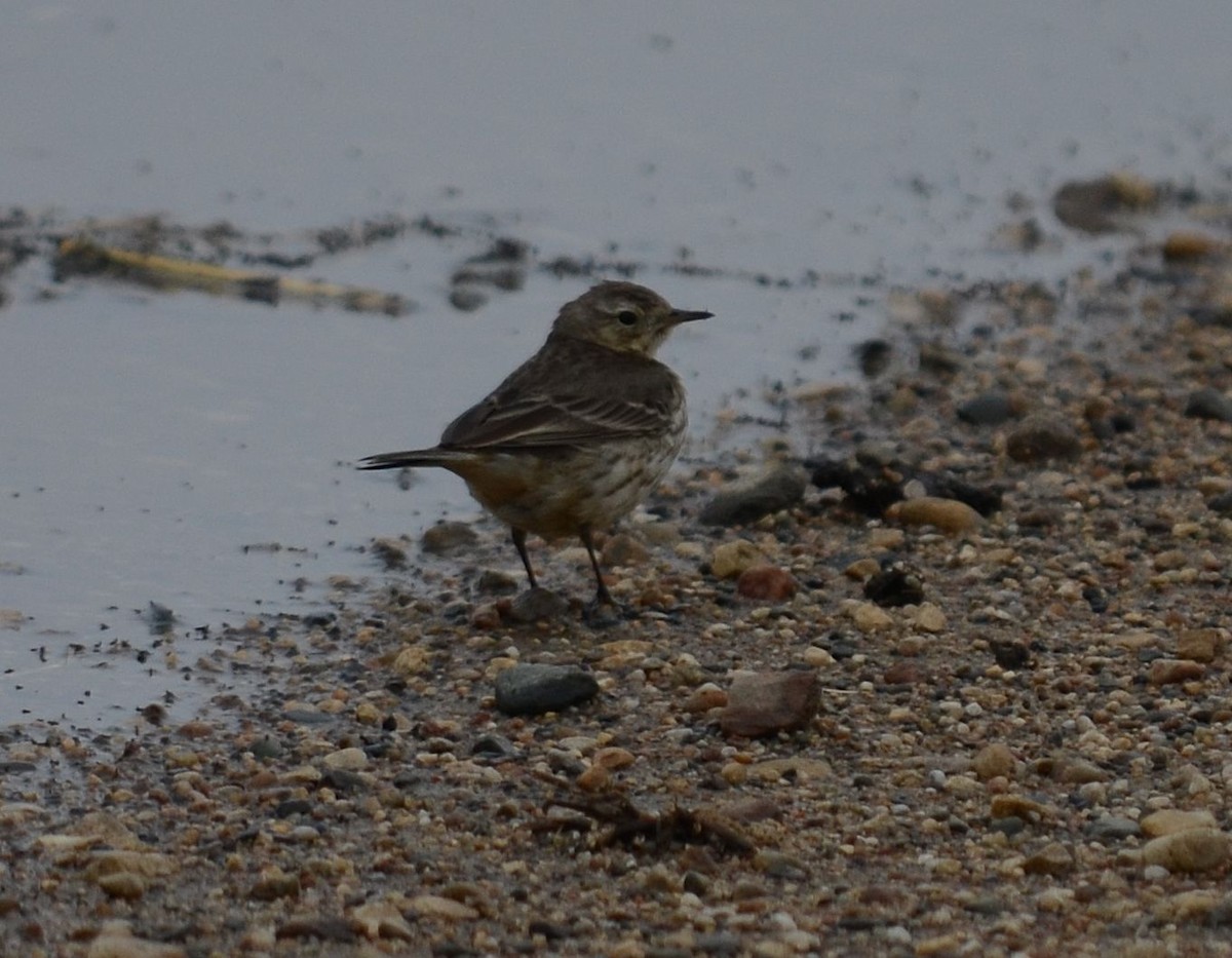 American Pipit - Barry Parkin