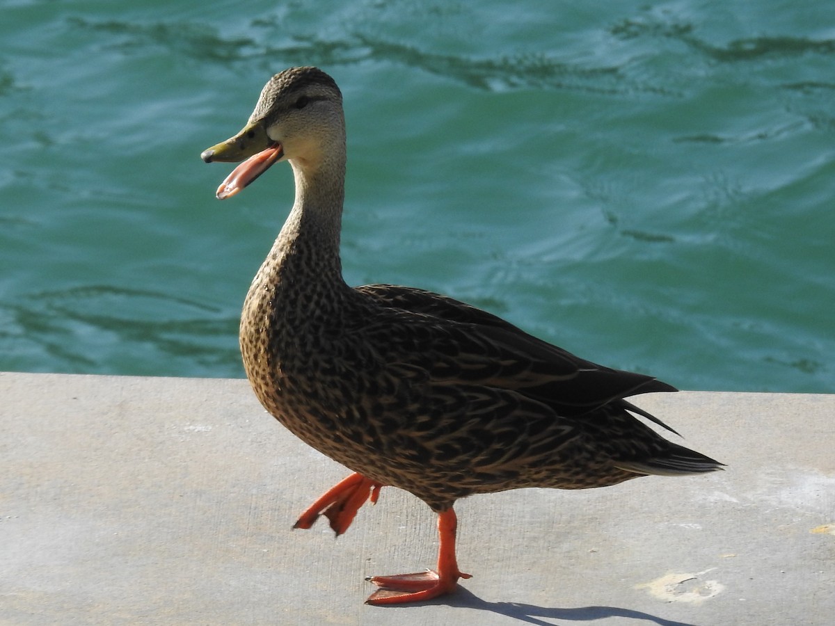 Mottled Duck - William Blodgett Jr.
