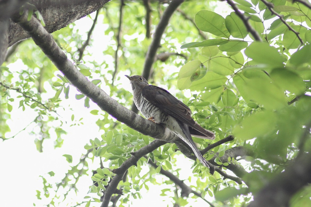 Himalayan Cuckoo - Krit Adirek