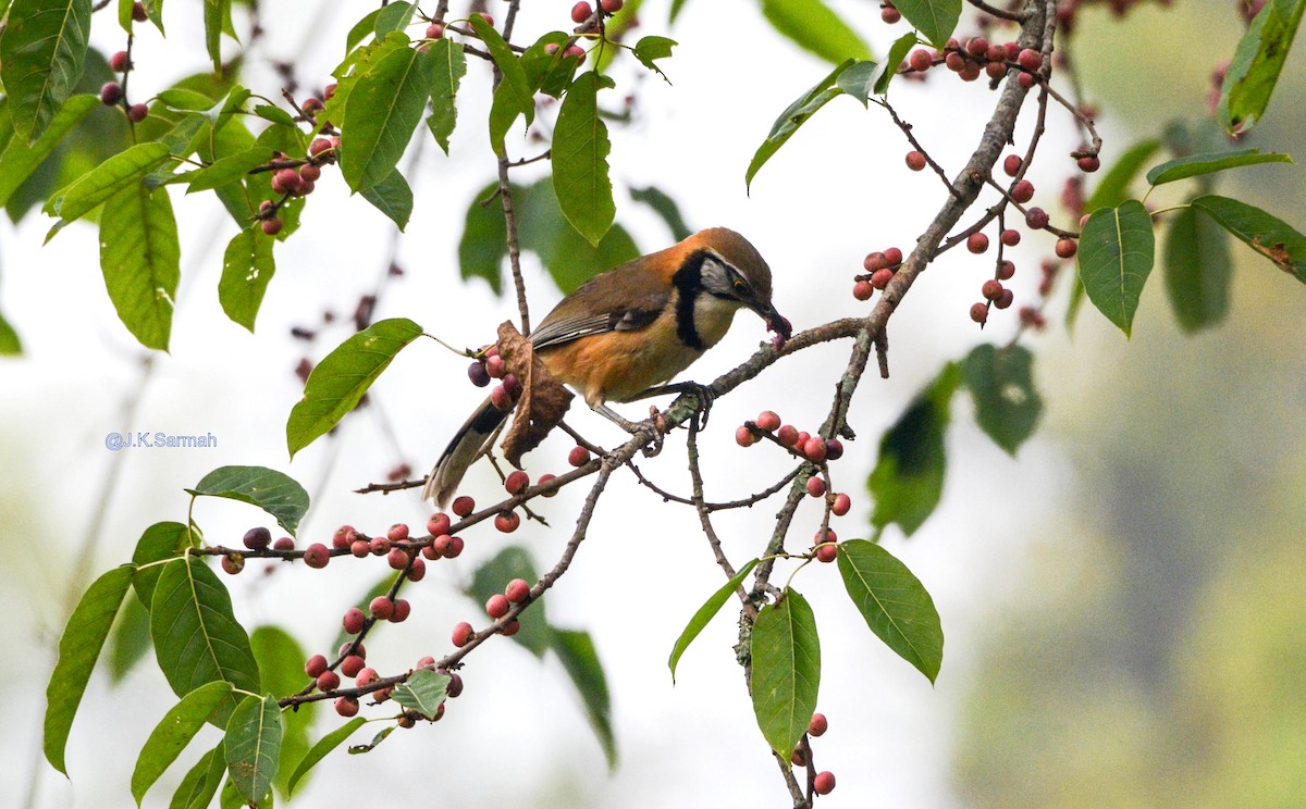 Greater Necklaced Laughingthrush - ML91582321