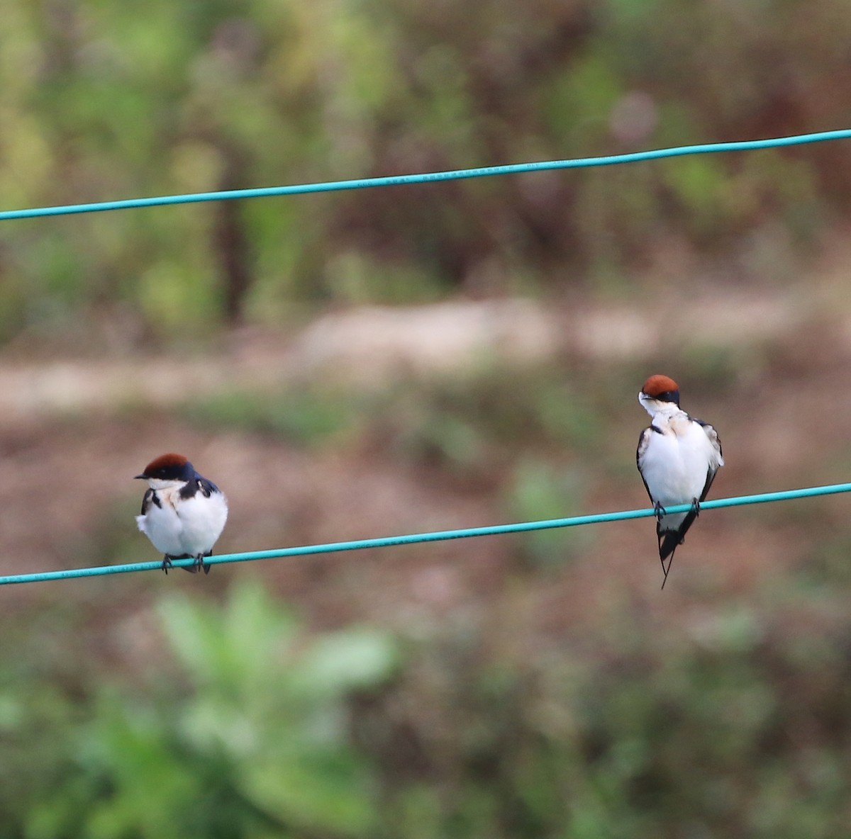 Wire-tailed Swallow - ML91584341