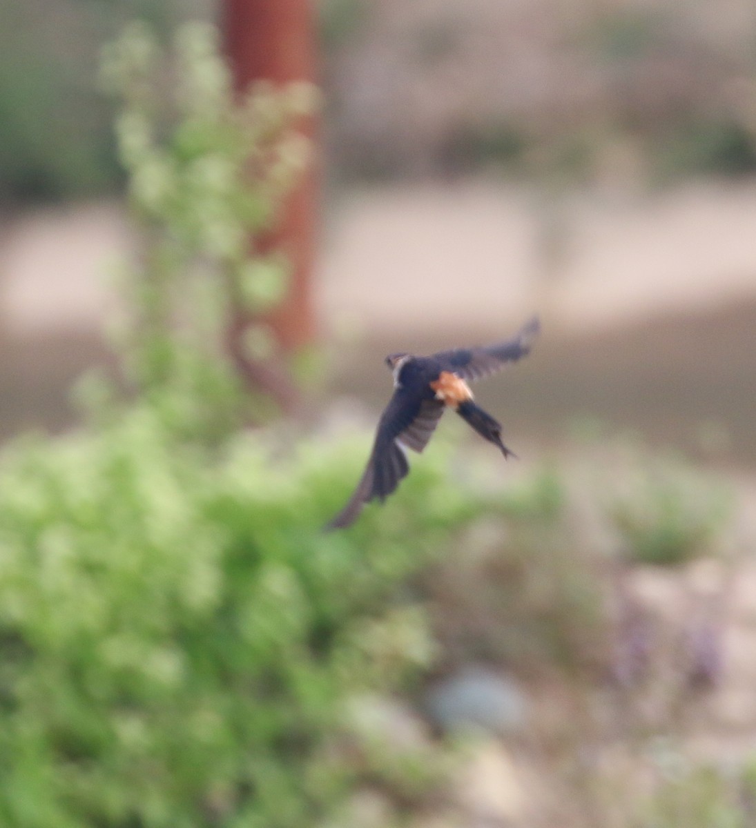 Red-rumped Swallow - ML91584571