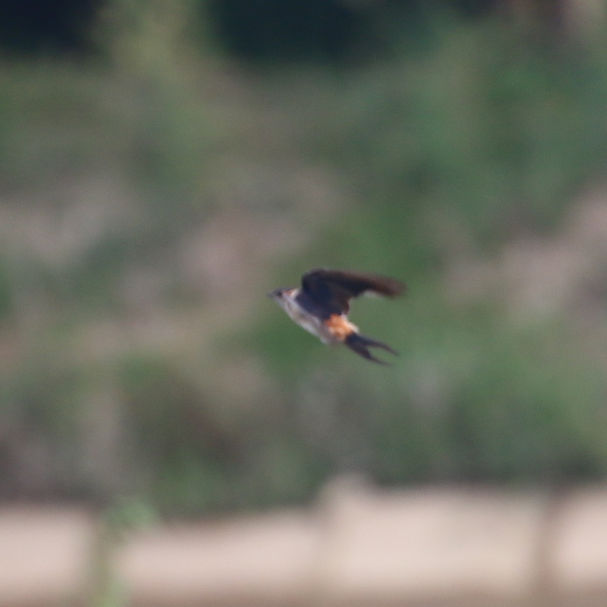 Red-rumped Swallow - ML91584581