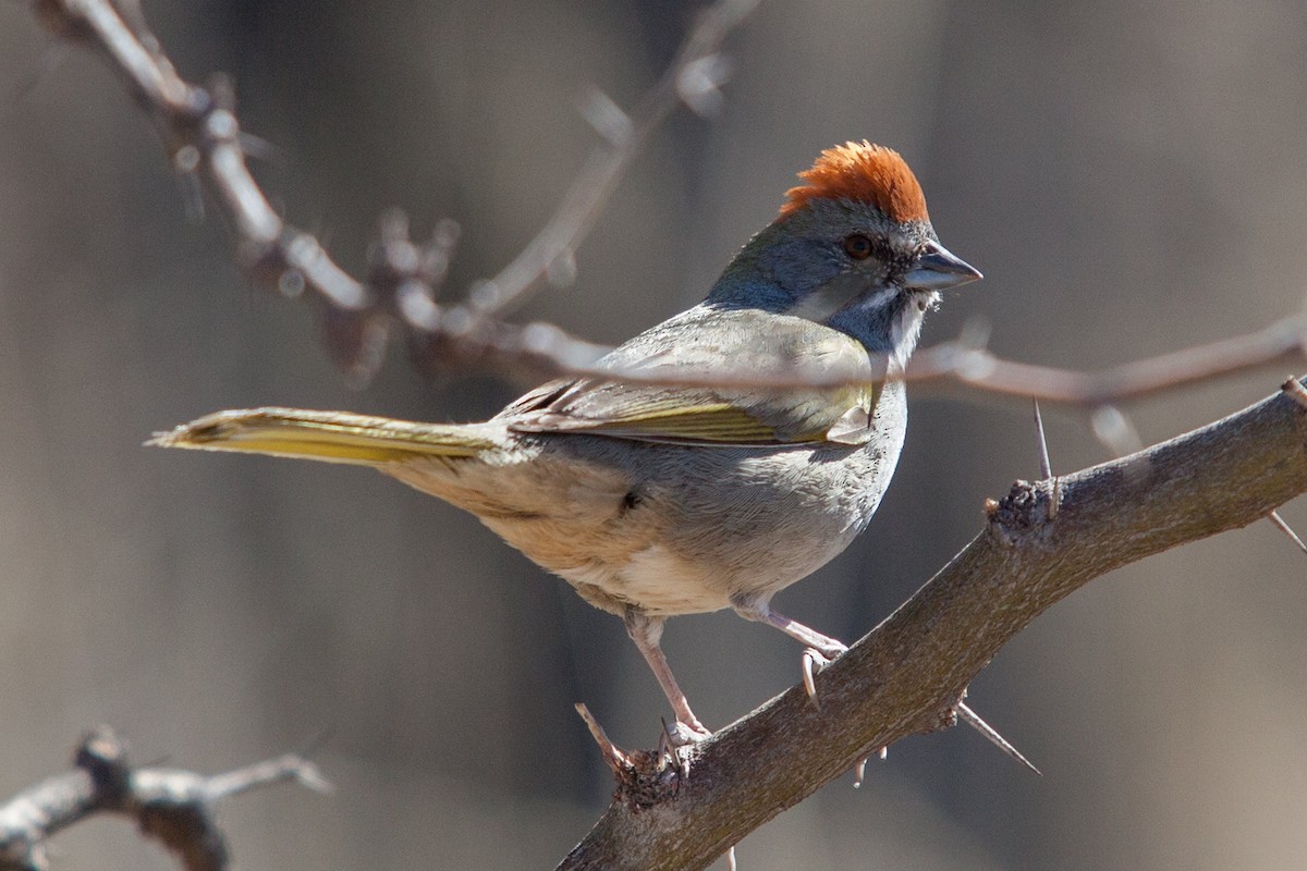 Green-tailed Towhee - Roger Schroeder