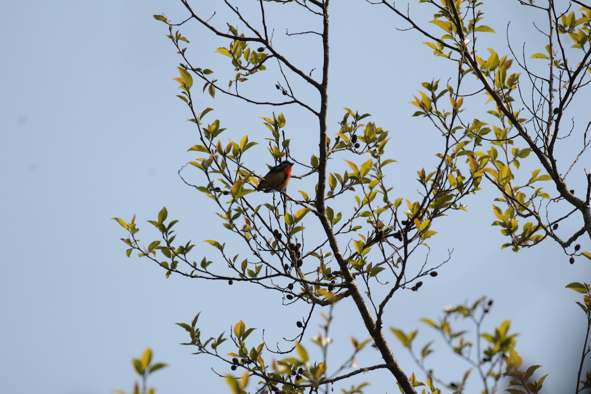 Fire-breasted Flowerpecker - 尤 俊華