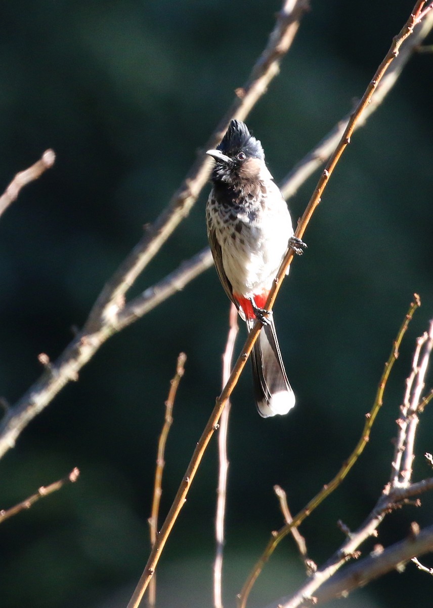 Red-vented Bulbul - ML91586811