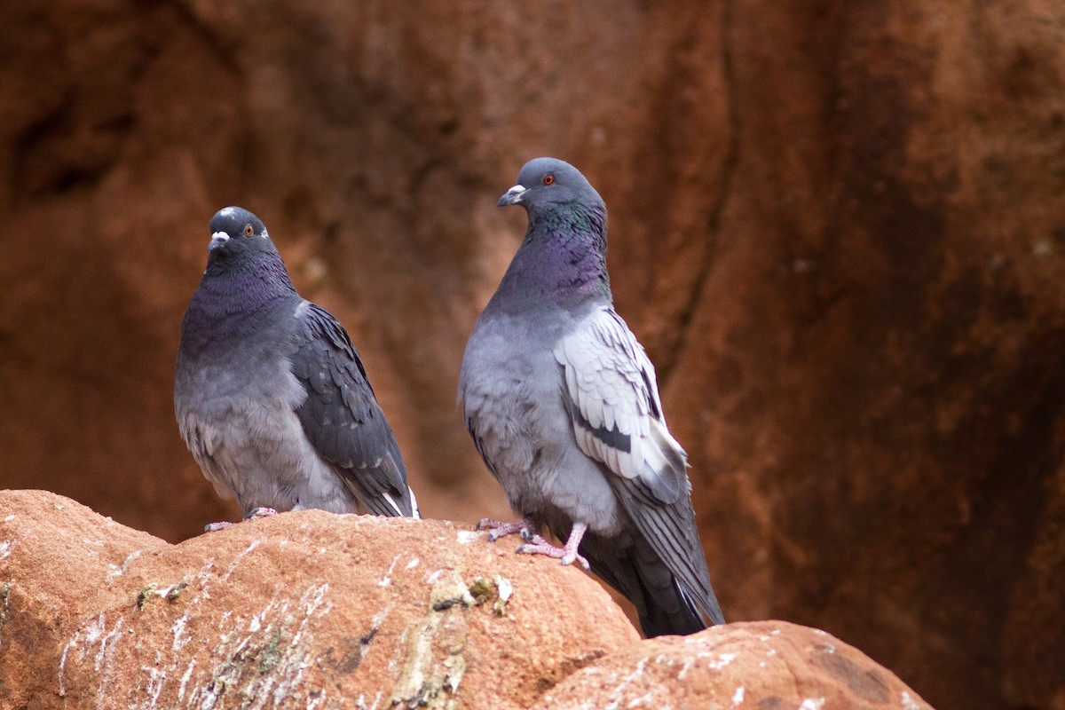Rock Pigeon (Feral Pigeon) - ML91588861