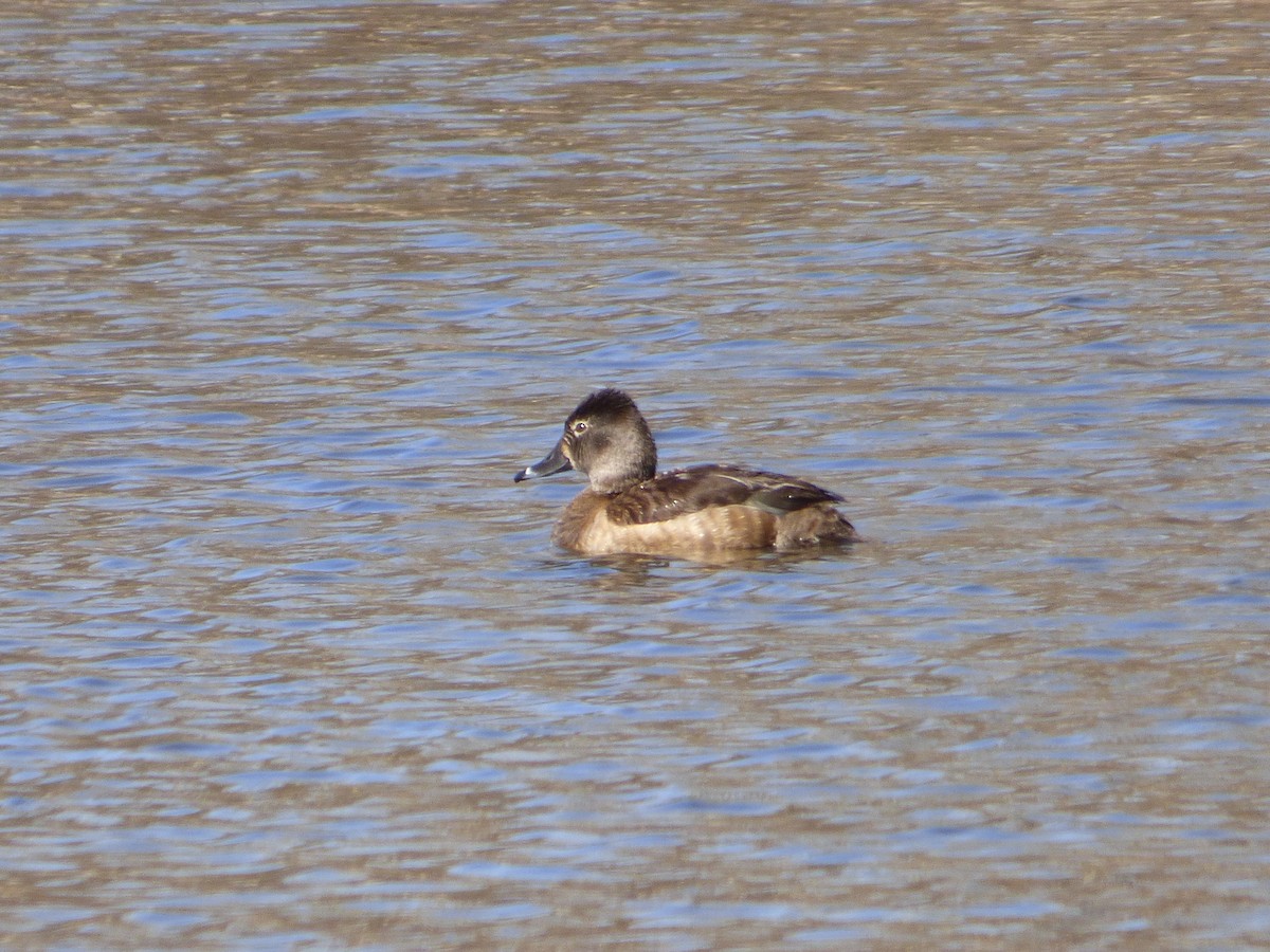 Ring-necked Duck - ML91595861