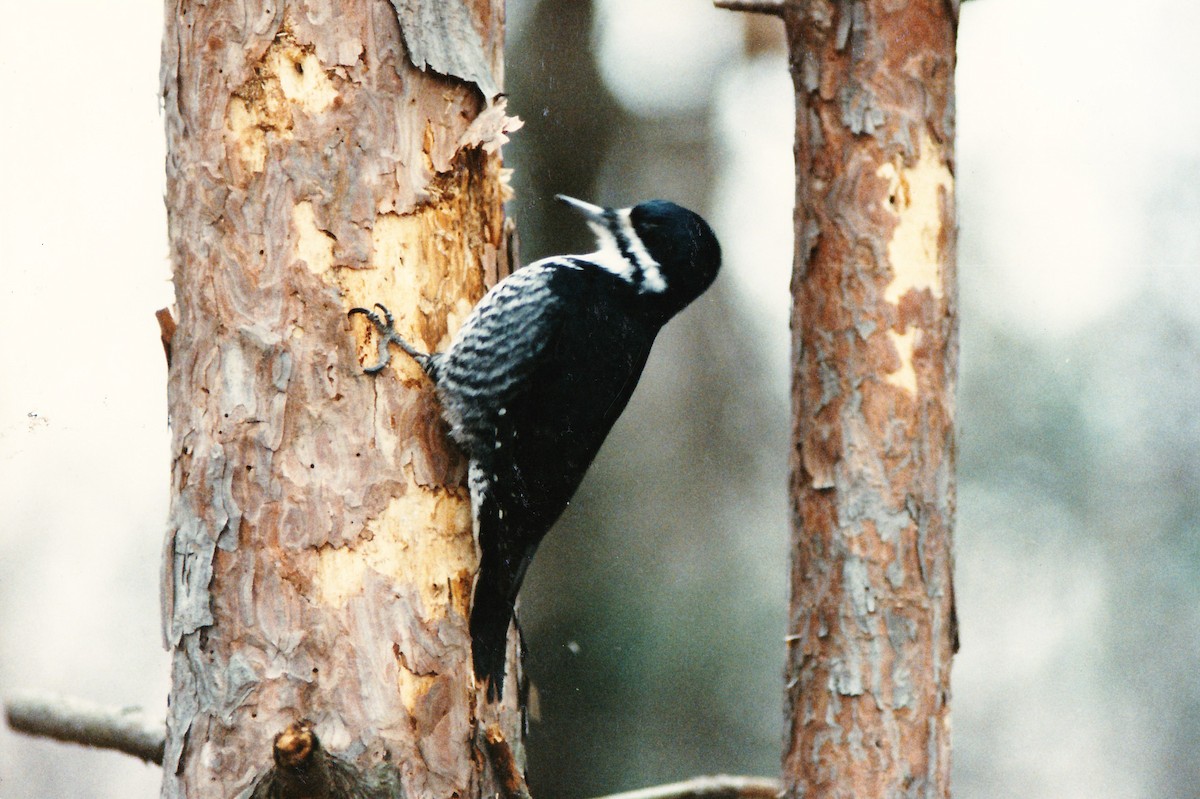 Black-backed Woodpecker - Dennis Oehmke