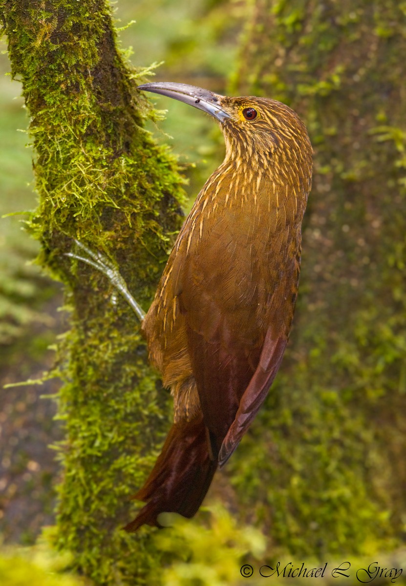 Strong-billed Woodcreeper - ML91598931