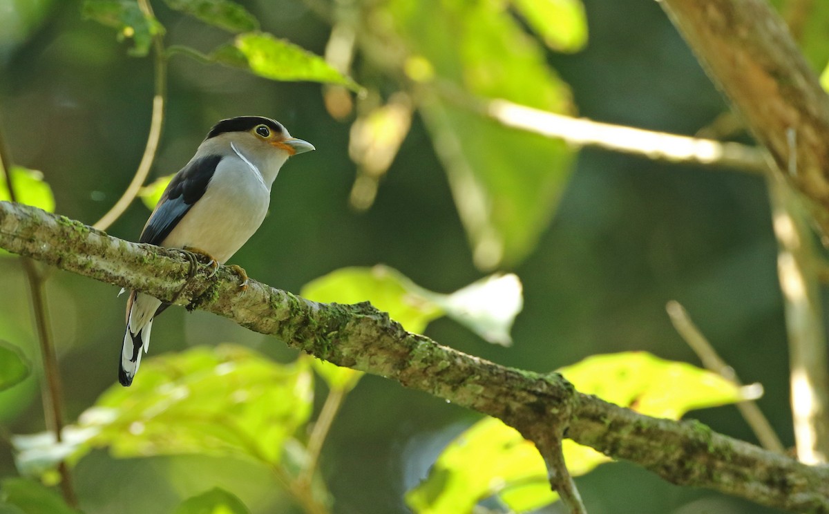 Silver-breasted Broadbill - Anonymous