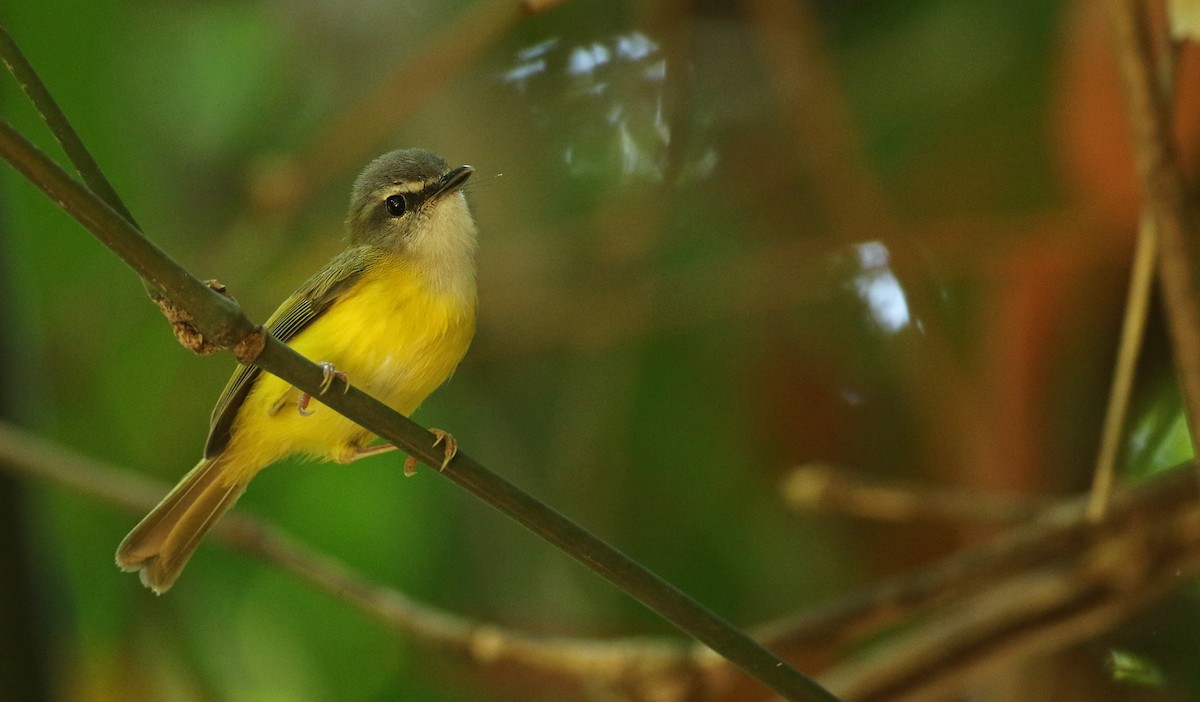 Yellow-bellied Warbler - Luke Seitz