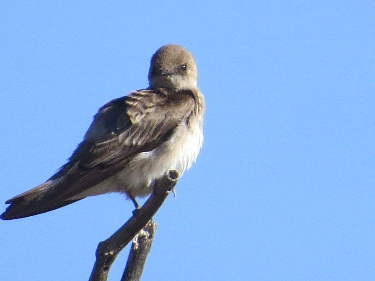Northern Rough-winged Swallow - Rob Woodward