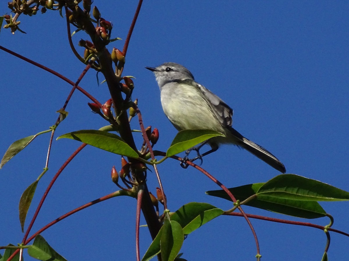 White-crested Tyrannulet (Sulphur-bellied) - ADRIAN GRILLI