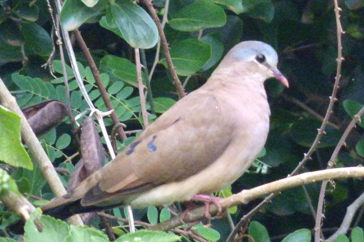 Blue-spotted Wood-Dove - Laurie Koepke