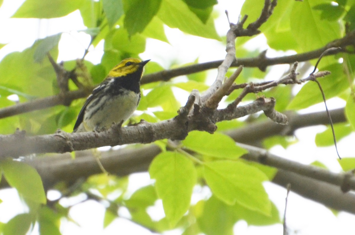 Black-throated Green Warbler - ML91608661