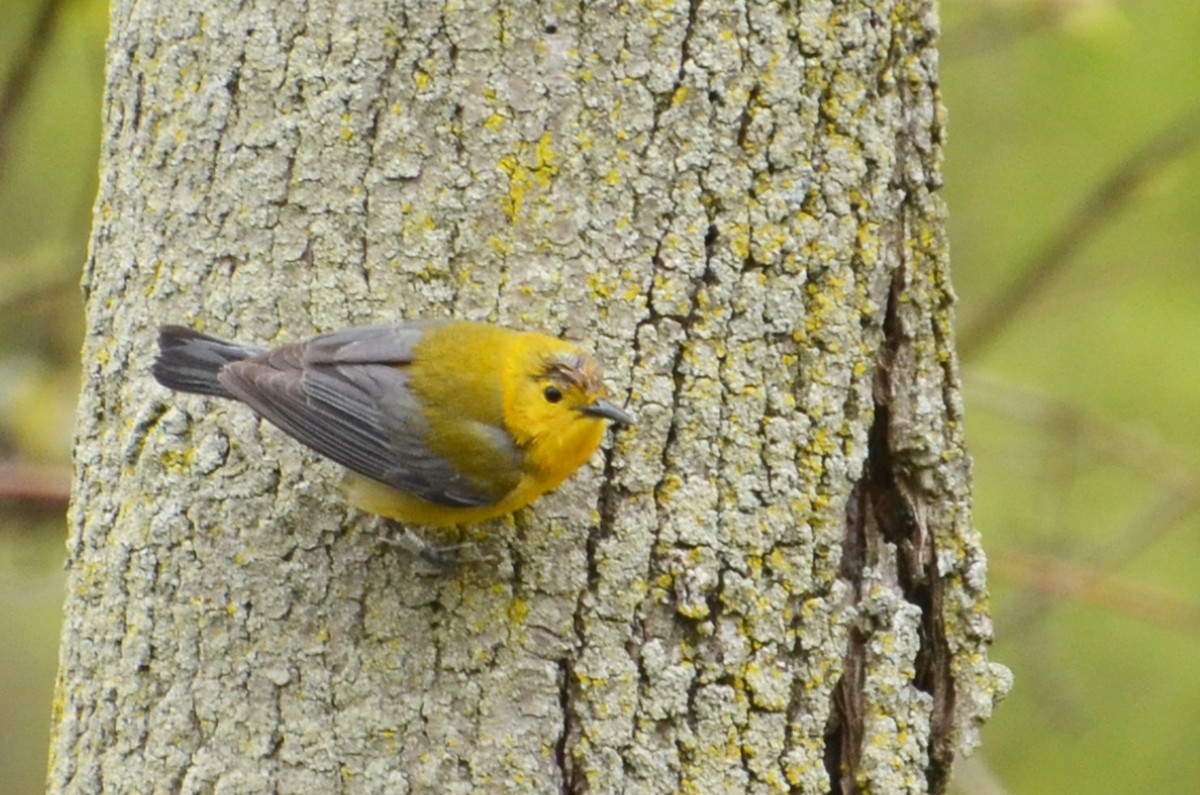 Prothonotary Warbler - ML91609091