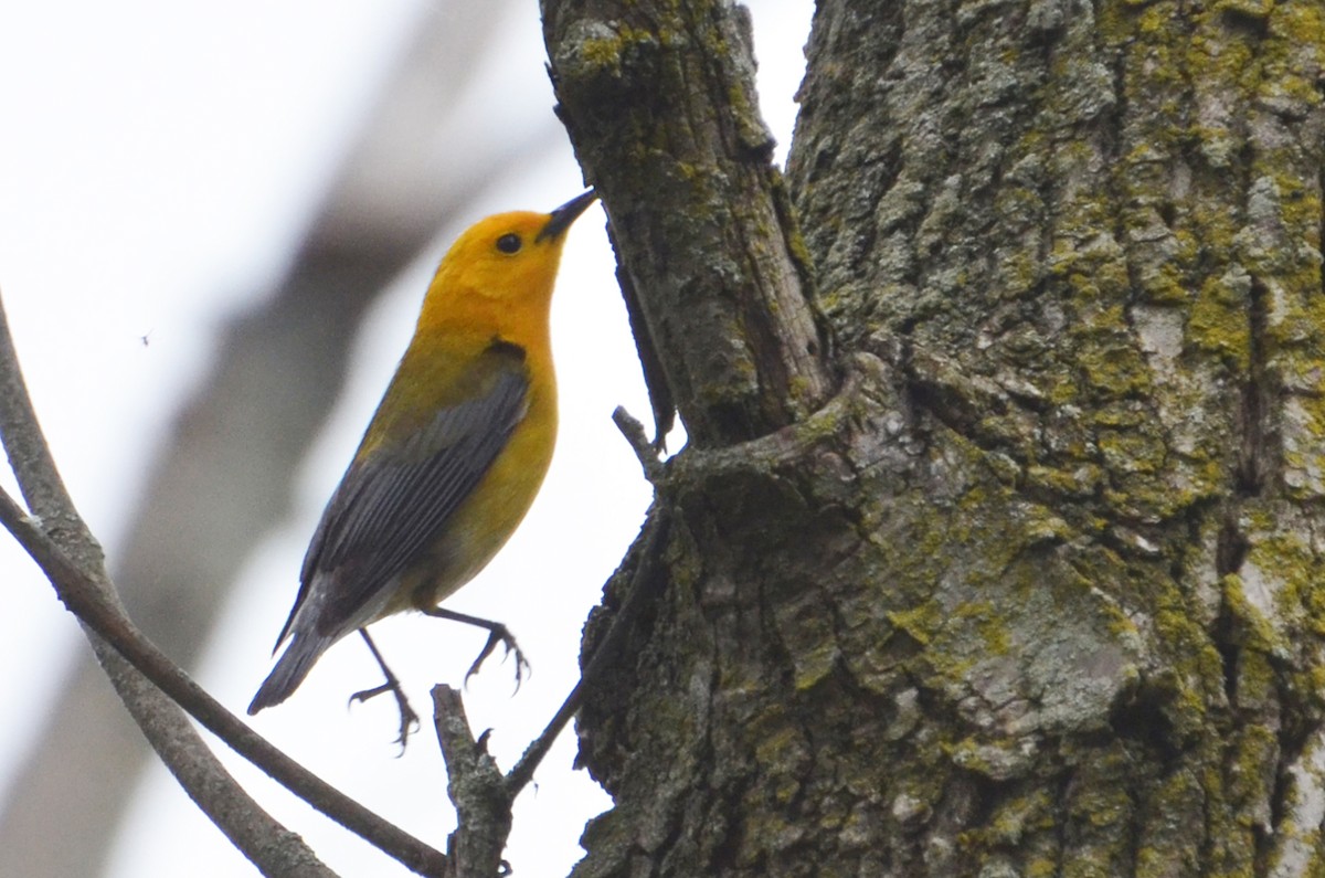 Prothonotary Warbler - ML91609111