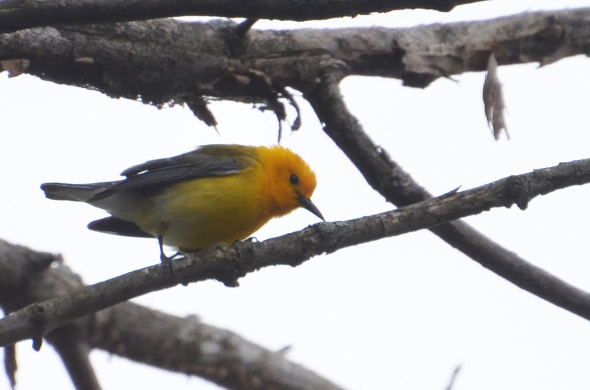 Prothonotary Warbler - ML91609131