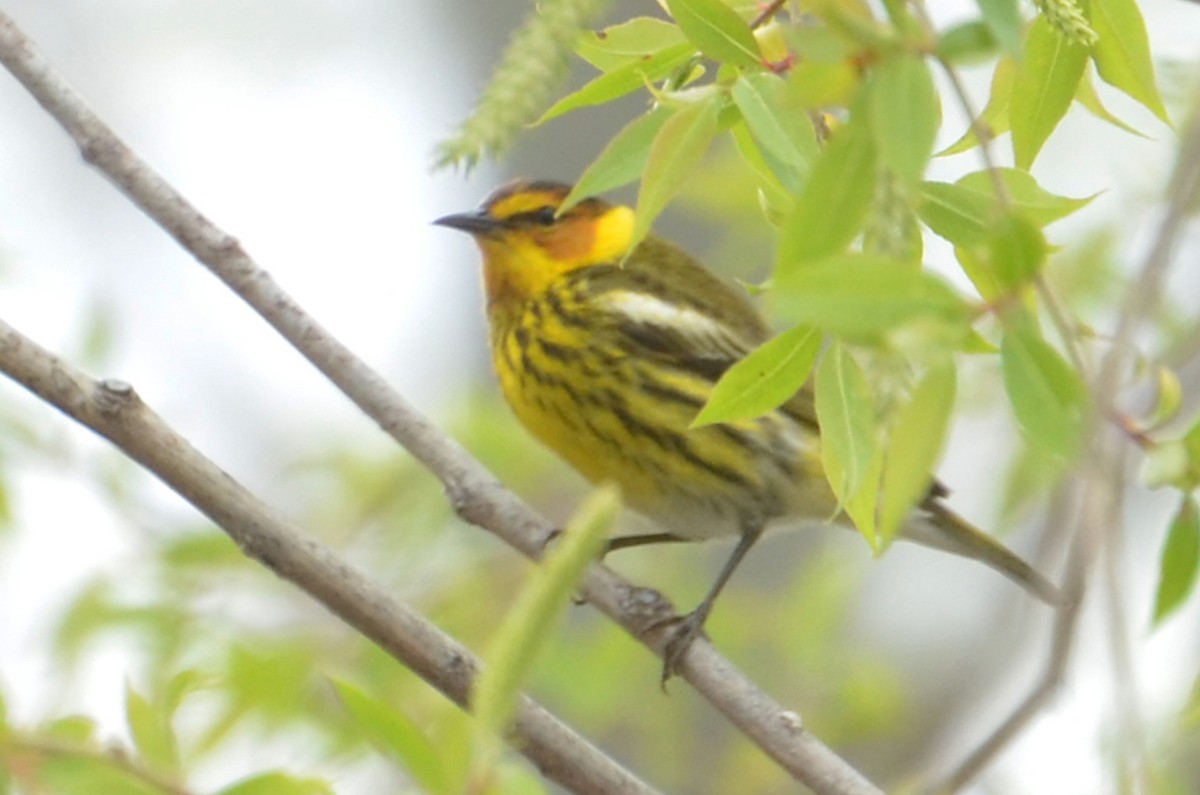 Cape May Warbler - ML91609291