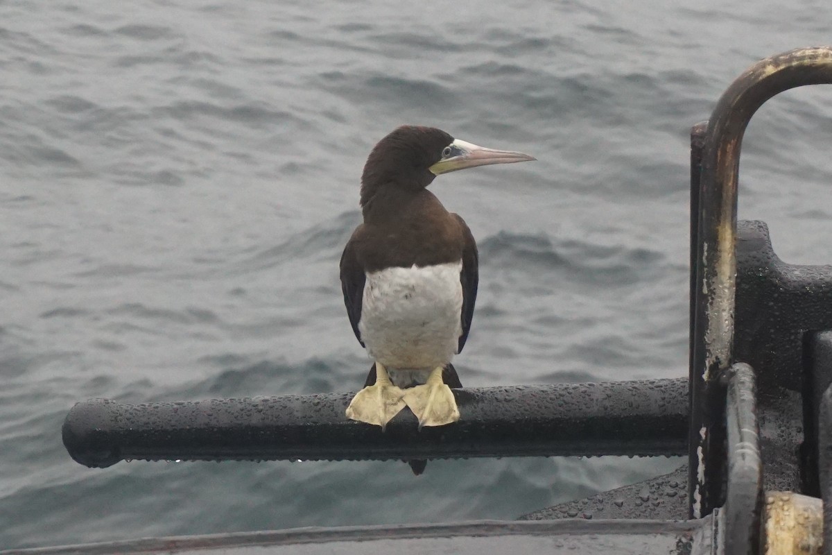 Brown Booby - ML91609551