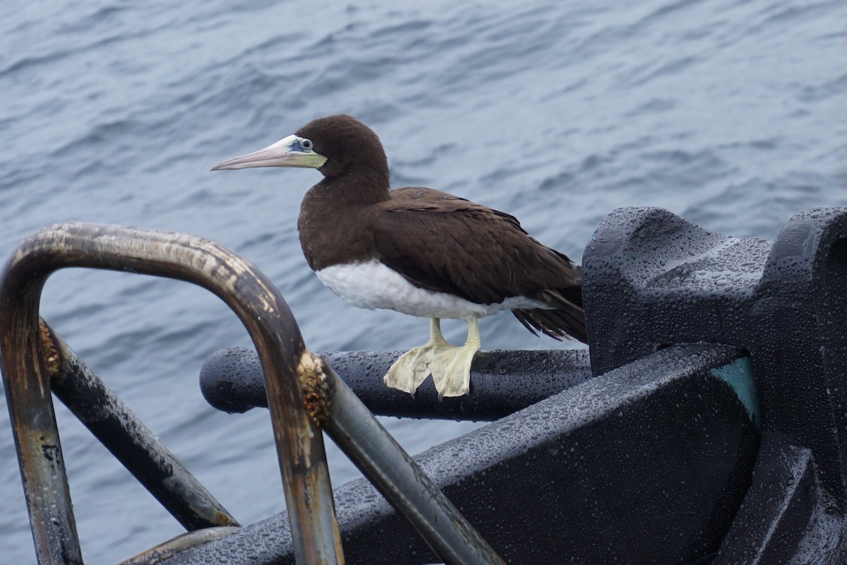 Brown Booby - ML91609591