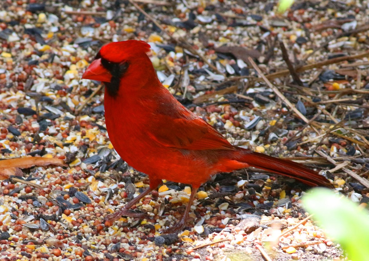 Northern Cardinal - Robert Baumbach