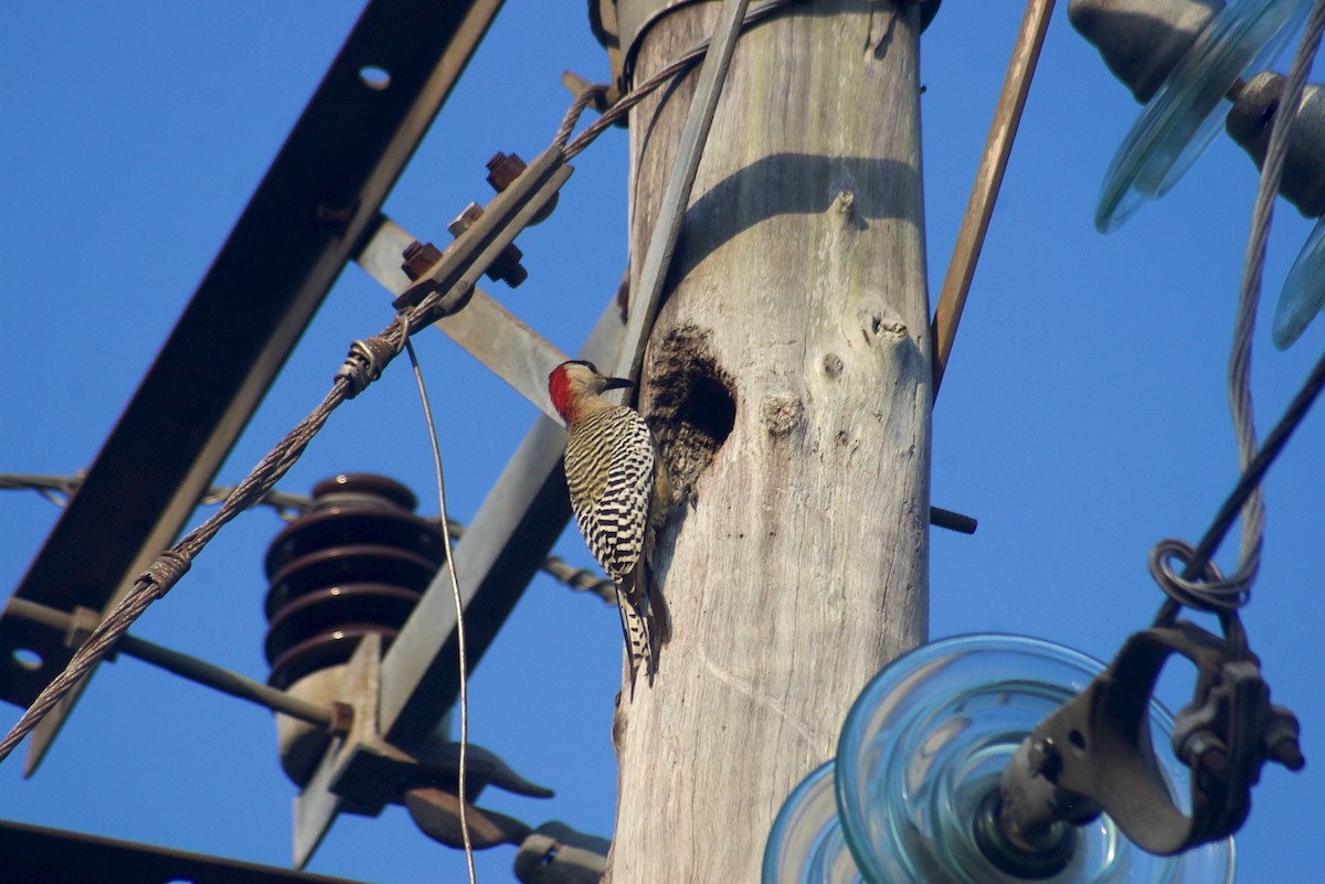 West Indian Woodpecker - ML91613091