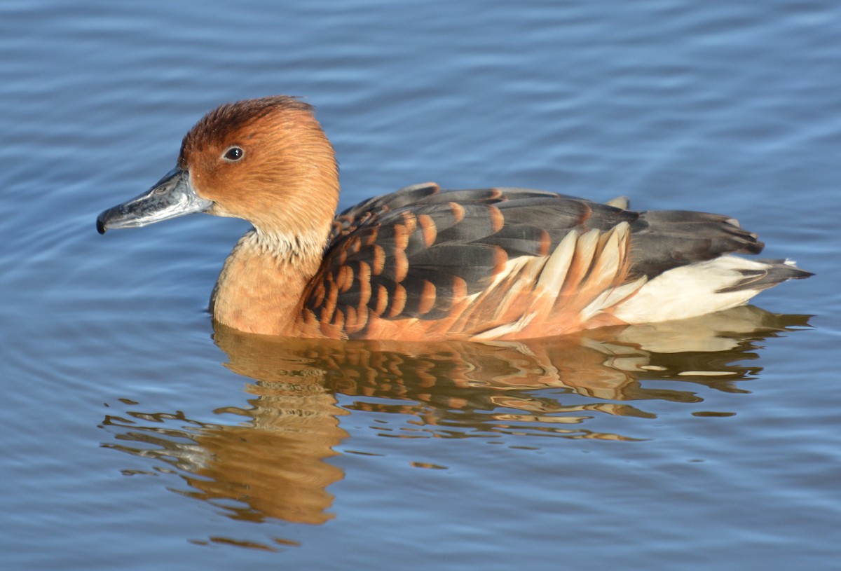 Fulvous Whistling-Duck - ML91616371