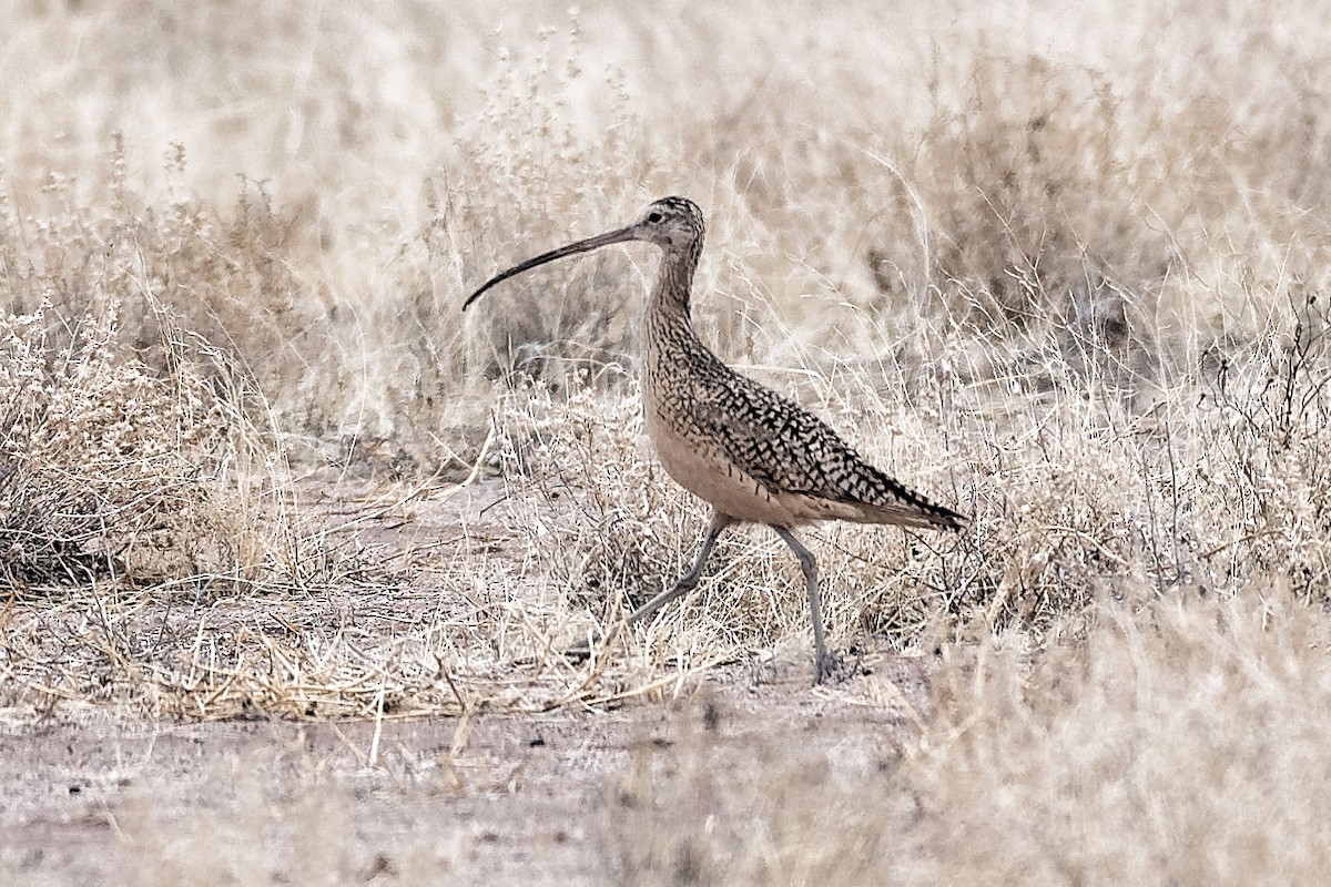 Long-billed Curlew - ML91616831