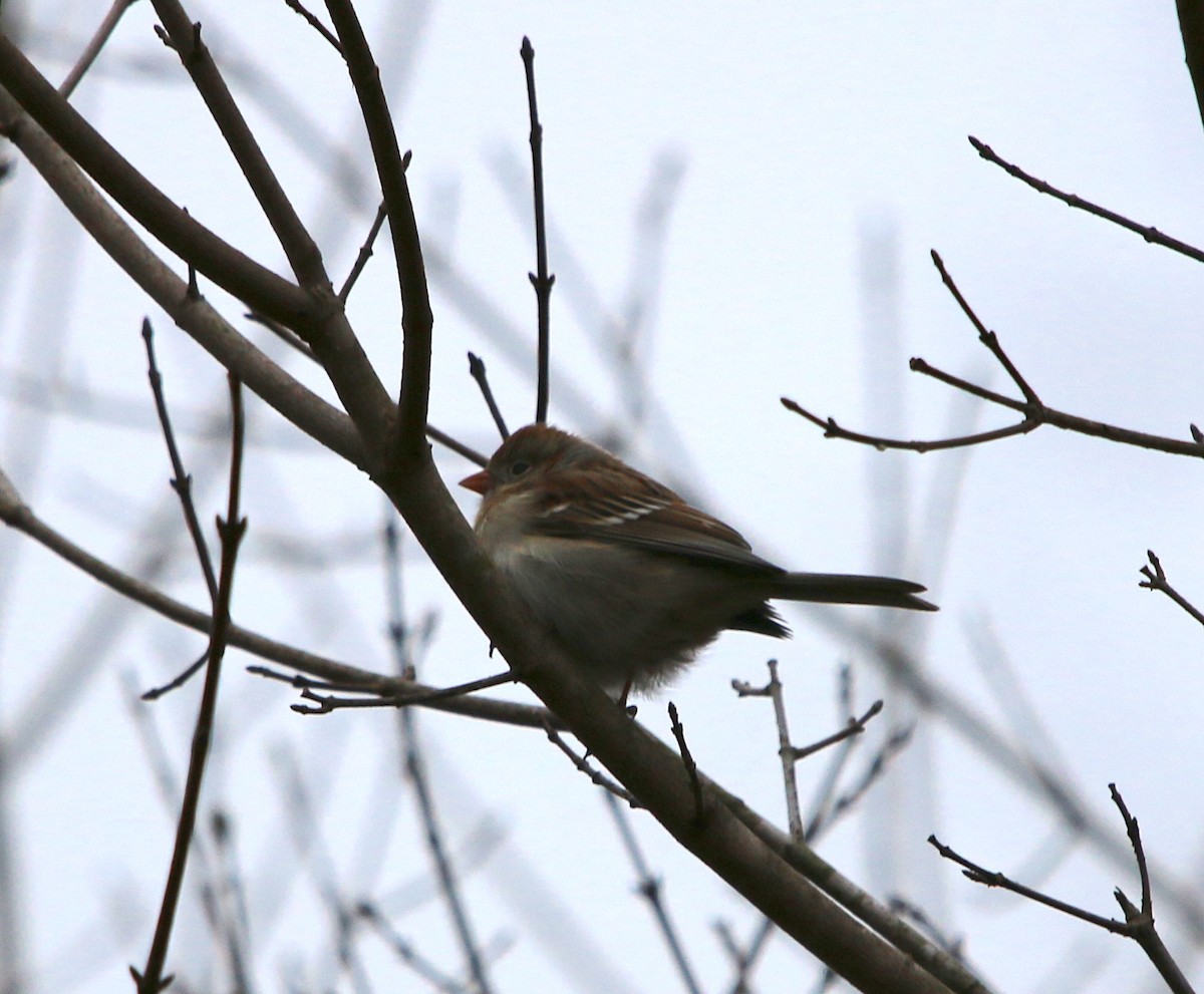 Field Sparrow - ML91617421