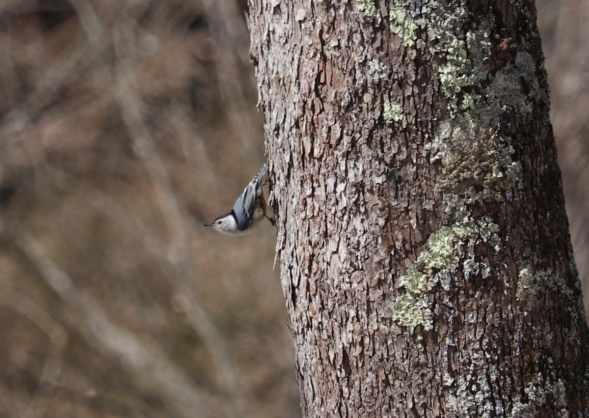 White-breasted Nuthatch - ML91617881