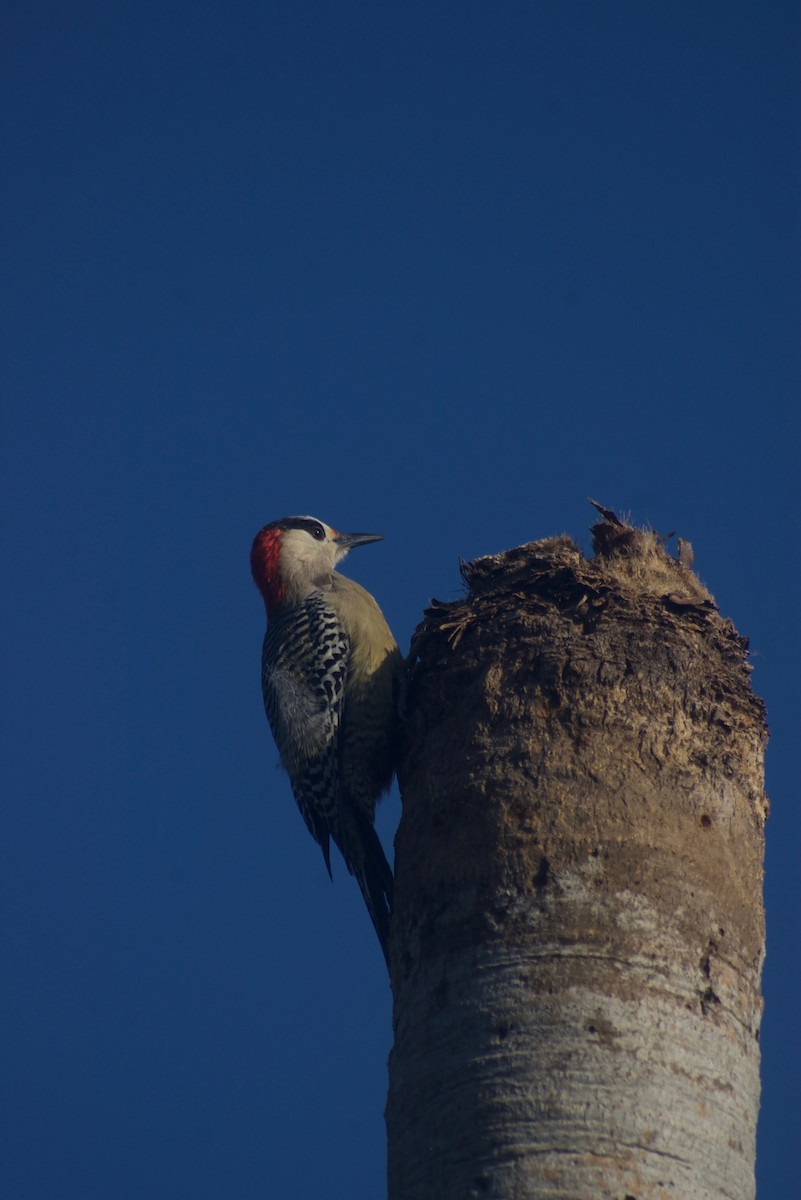 West Indian Woodpecker - Liam Ragan