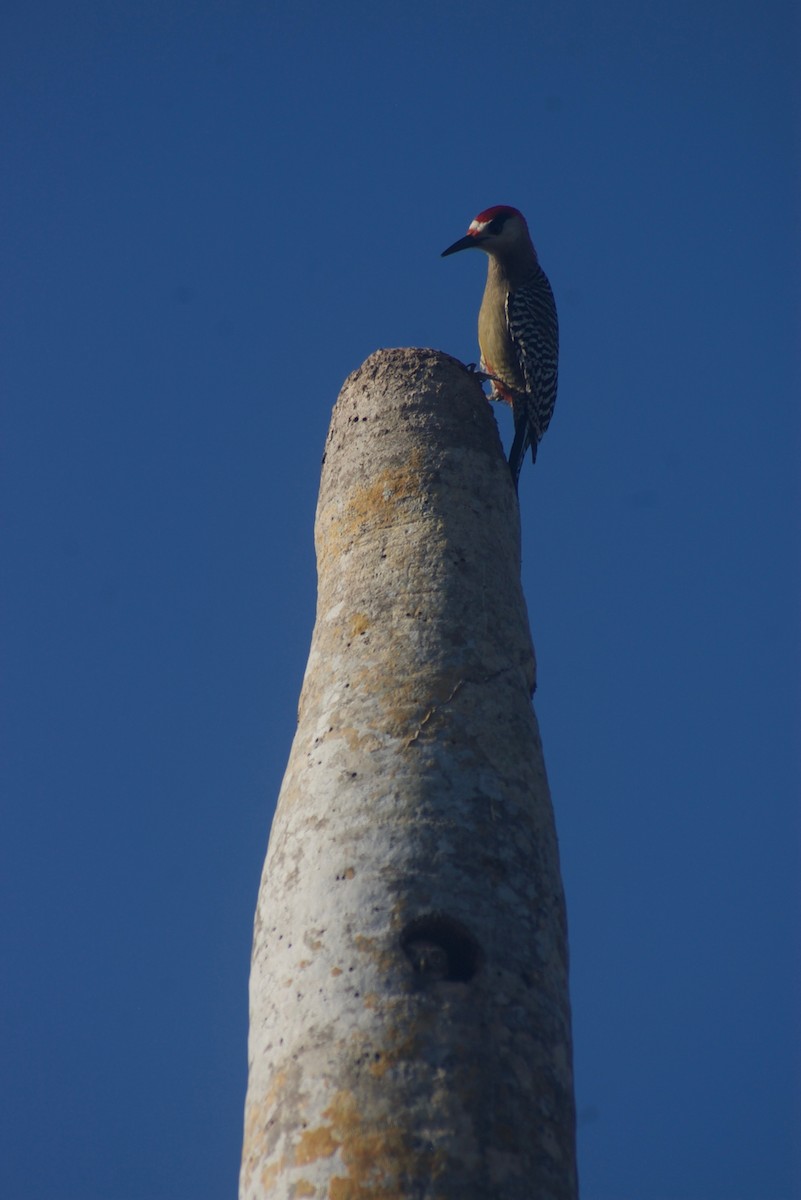West Indian Woodpecker - ML91623541