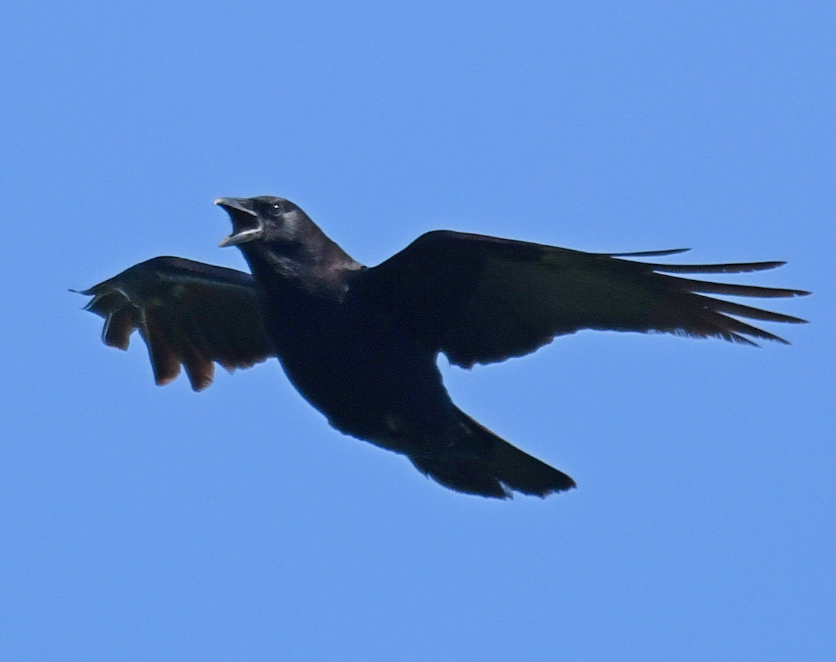 American Crow - ML91624551