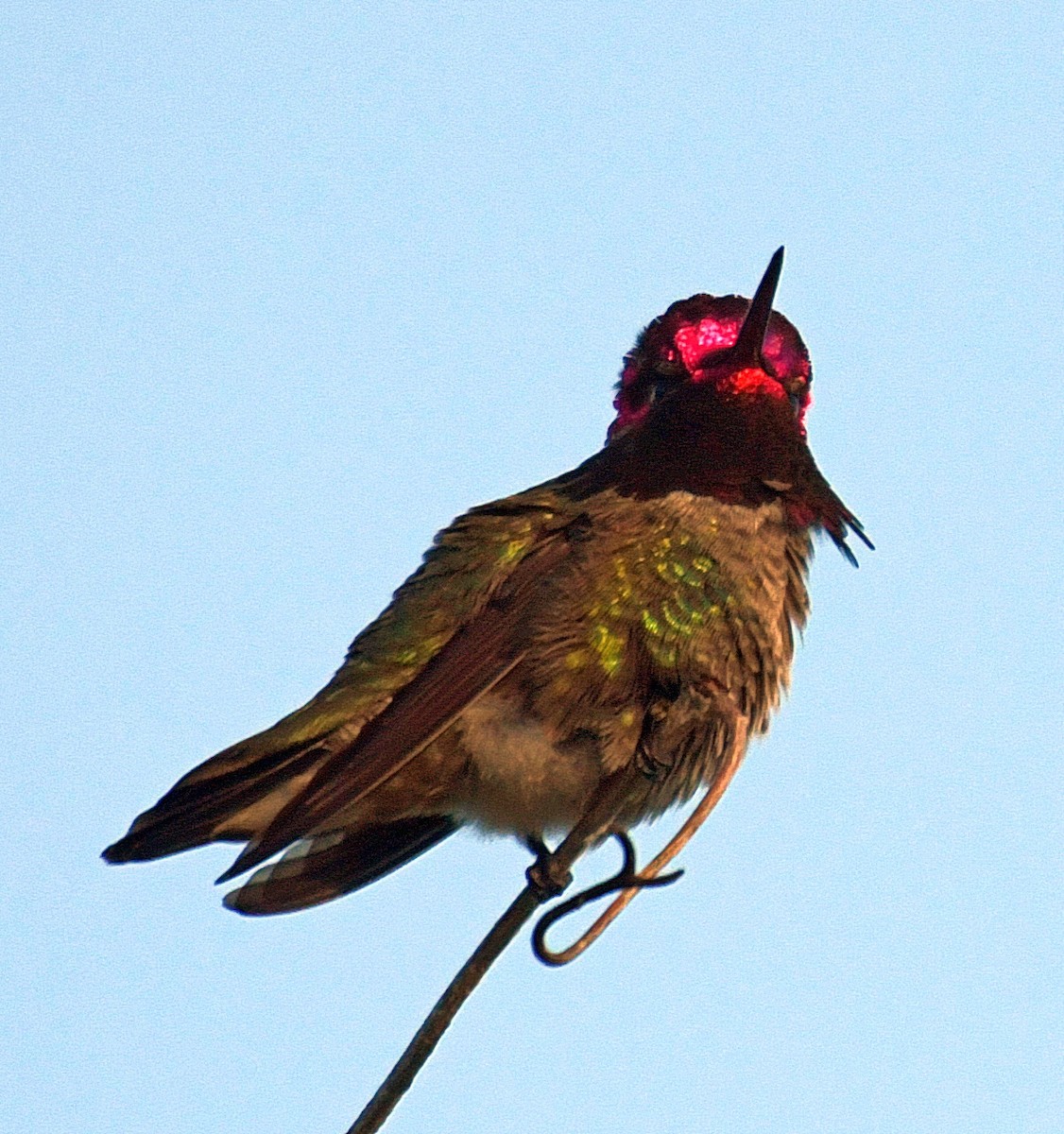 Anna's Hummingbird - ML91625011