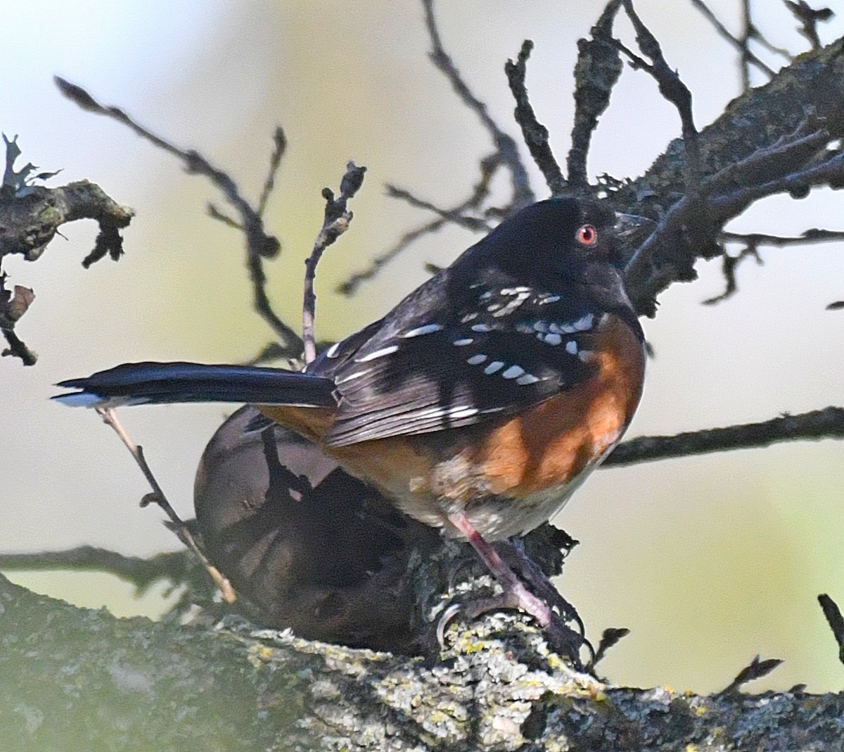 Spotted Towhee - ML91626631