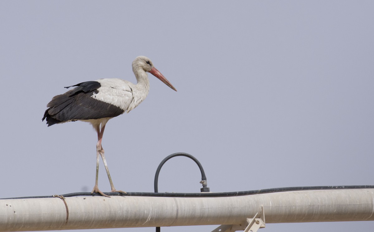 White Stork - Marky Mutchler